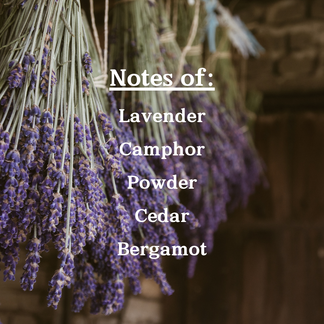 Sprigs of lavender with notes of lavender, camphor, powder, cedar, and bergamot.