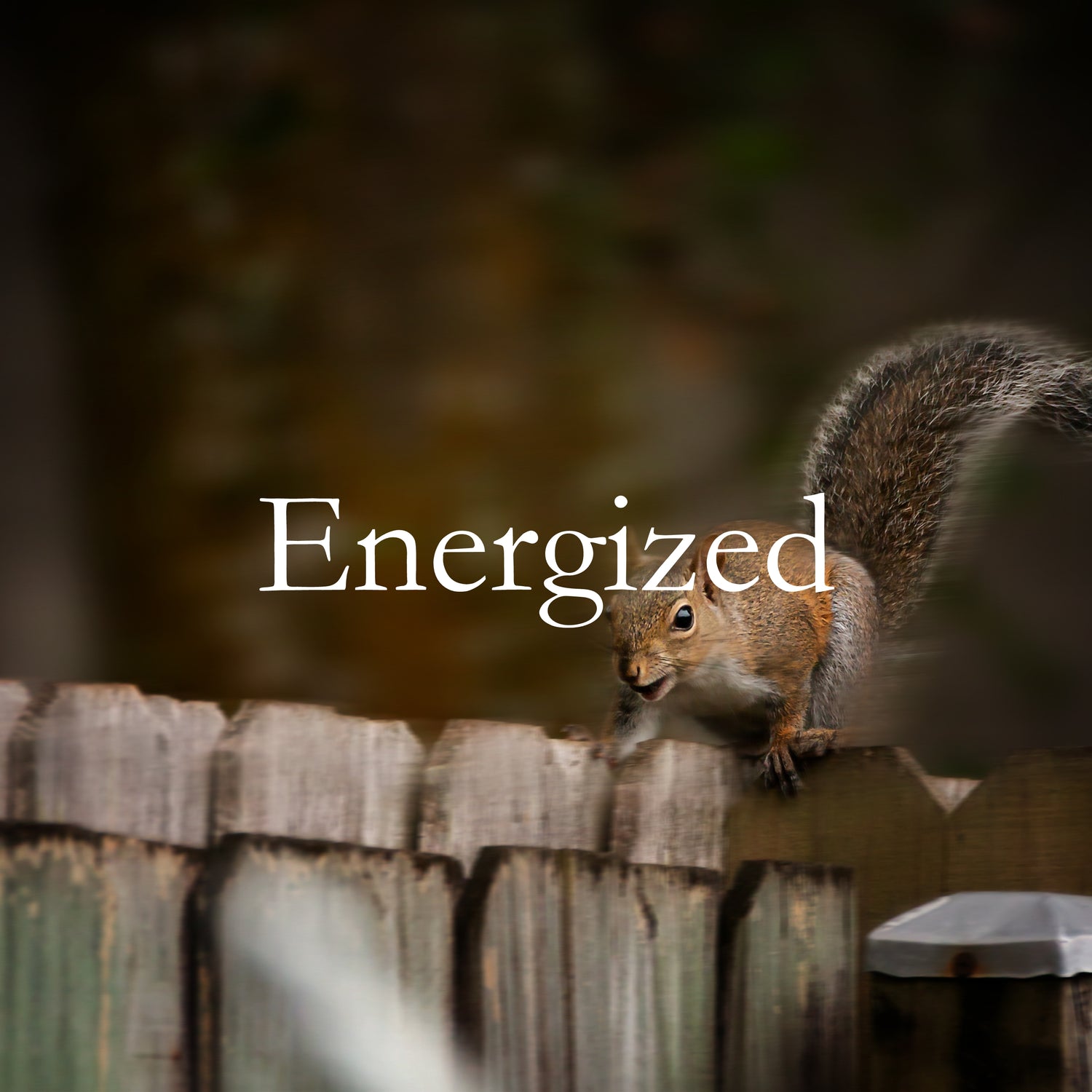 Squirrel running on wood fence. Text says "Energized"