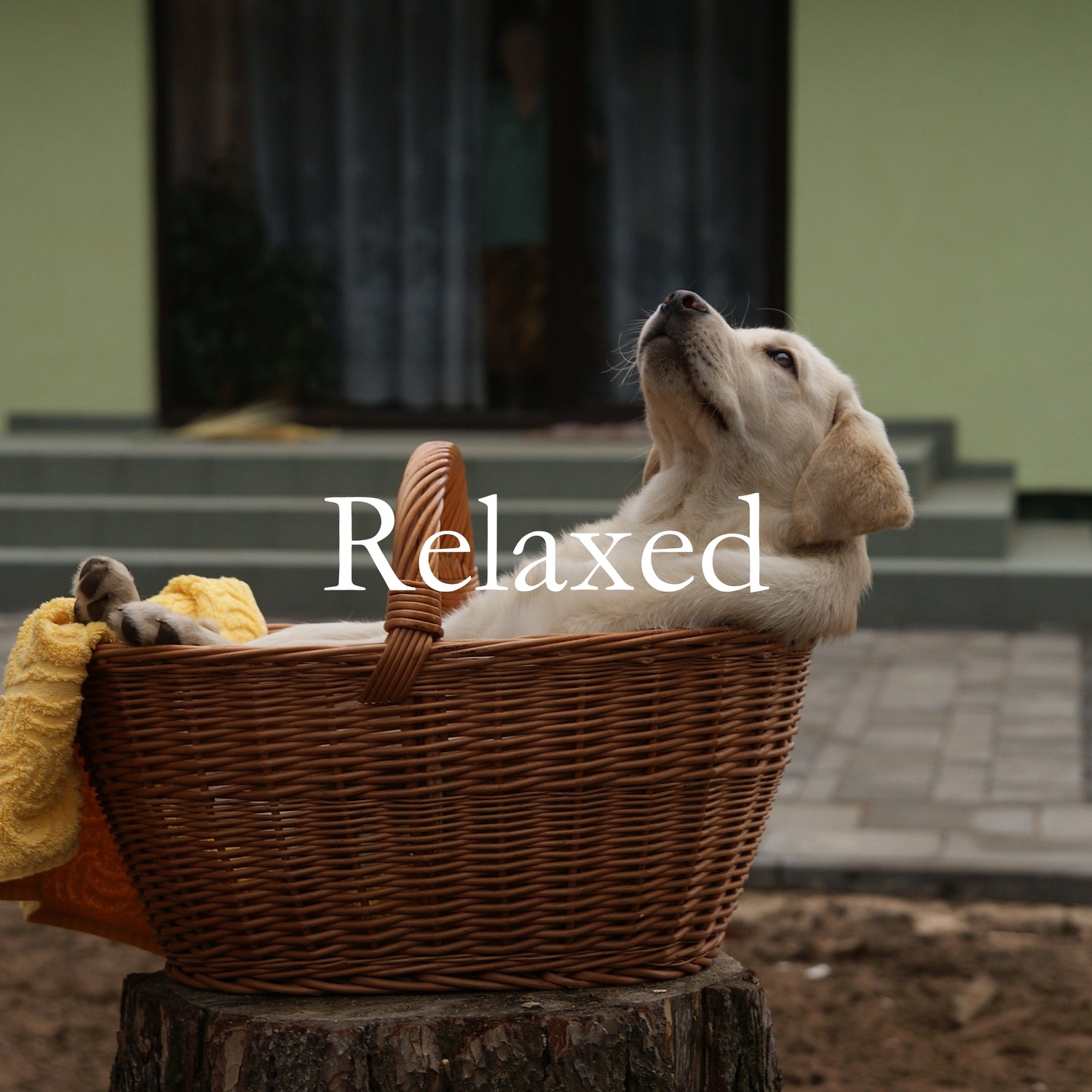 White puppy laying in wicker basket. Text says "Relaxed"